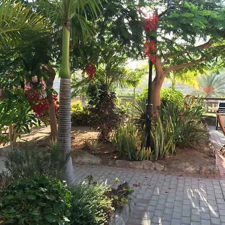 Suecia Opal Anfi Tauro *